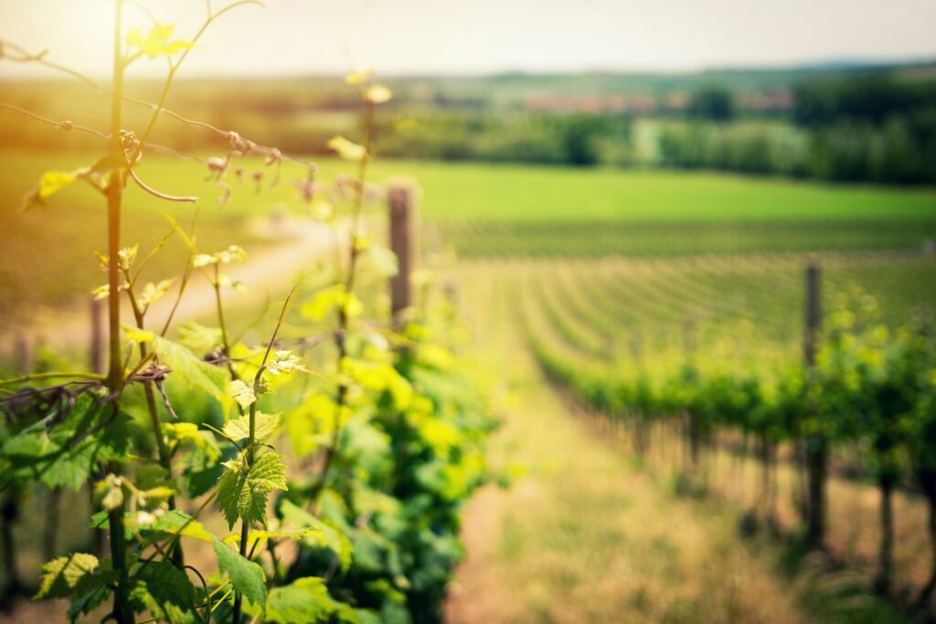 Sip Your Way Around the Globe: 8 Under-the-Radar Wine Regions to Discover