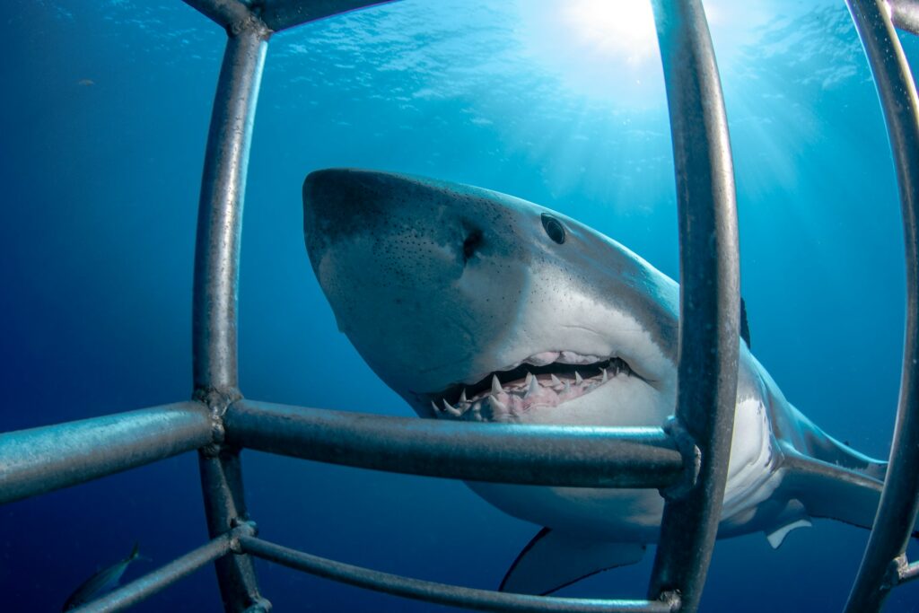 Thrill-Seekers Only: The World's 5 Most Heart-Pounding Travel Experiences