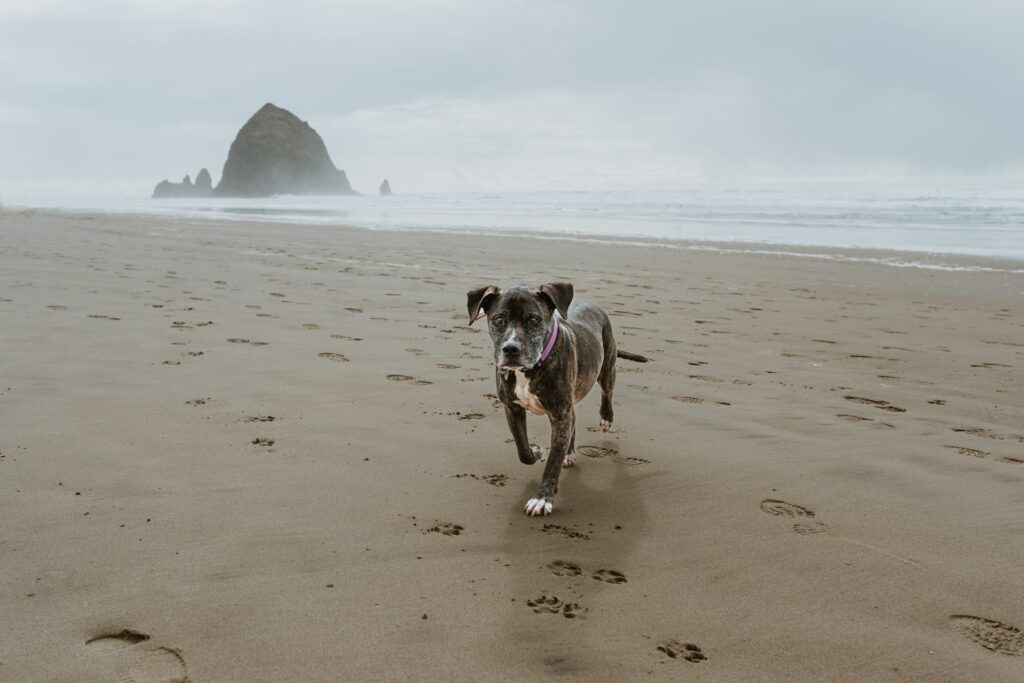 Traveling with Fido: The Ultimate Guide to Pet-Friendly Adventures