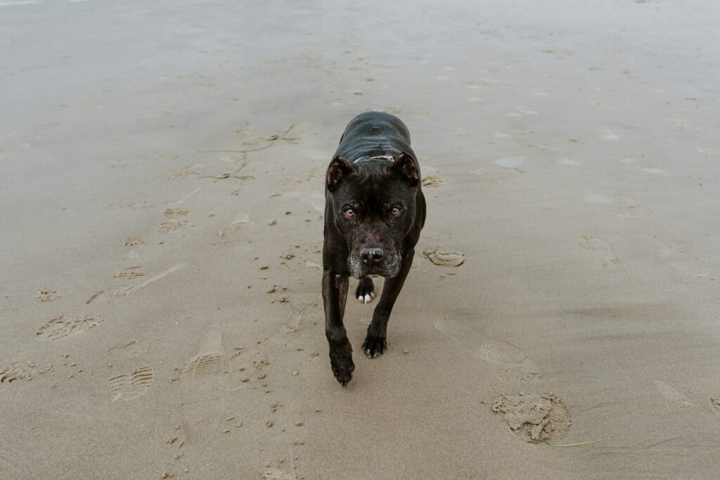Traveling with Fido: The Ultimate Guide to Pet-Friendly Adventures