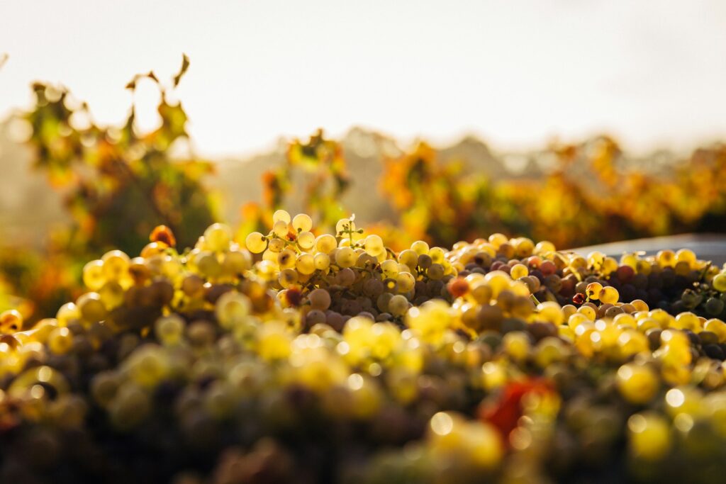 Sip Your Way Around the Globe: 8 Under-the-Radar Wine Regions to Discover