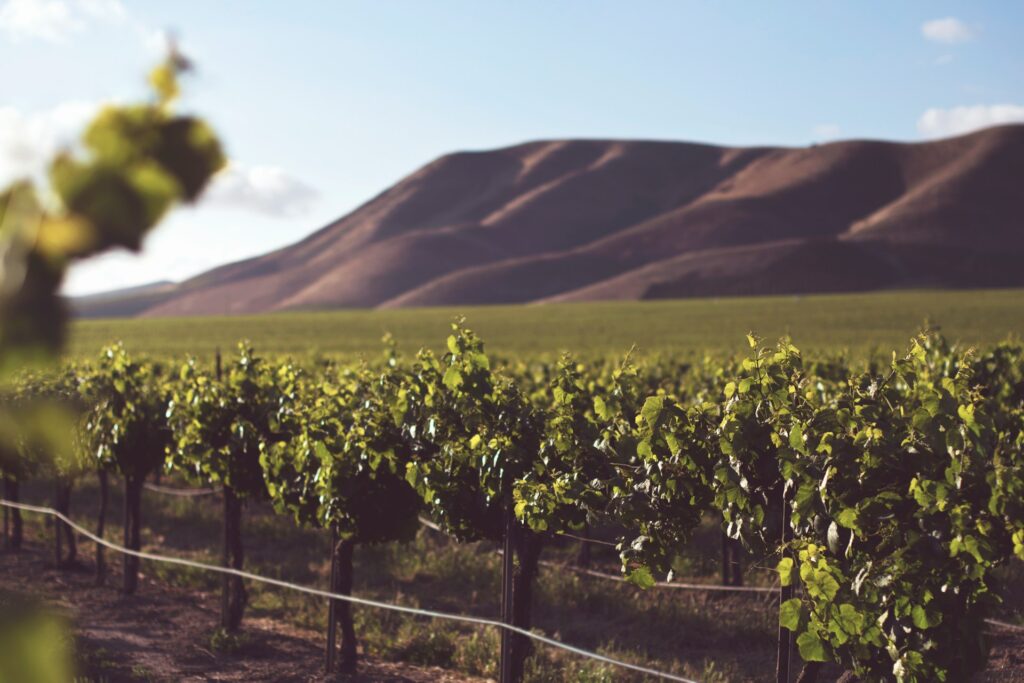 Sip Your Way Around the Globe: 8 Under-the-Radar Wine Regions to Discover