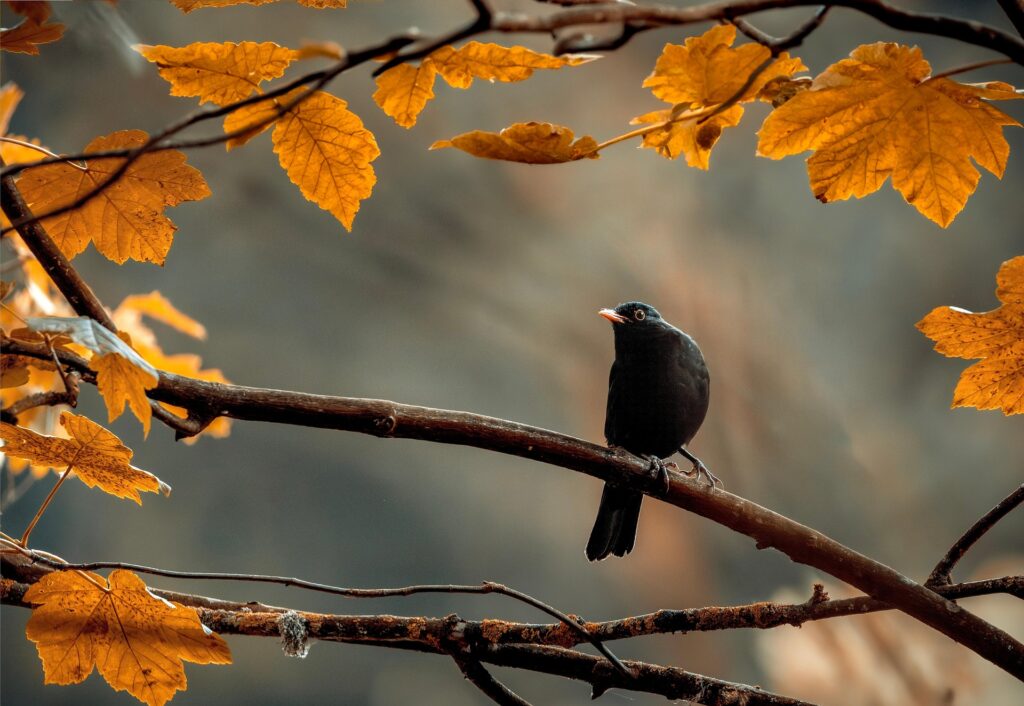 See Wildlife Without the Guilt