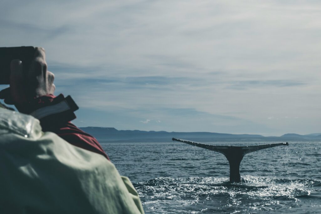 See Wildlife Without the Guilt