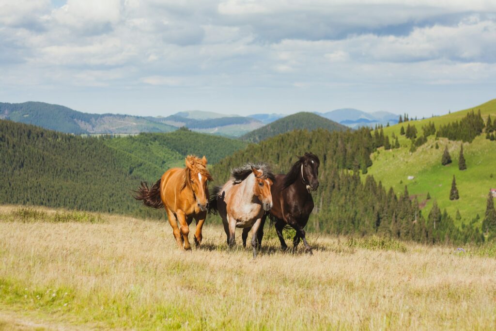 Glamping Destinations