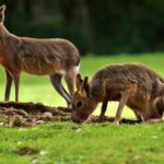 See Wildlife Without the Guilt