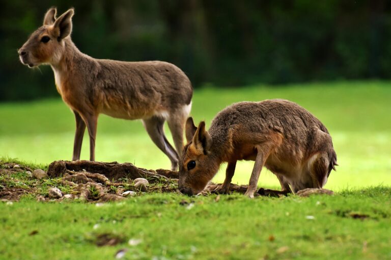 See Wildlife Without the Guilt