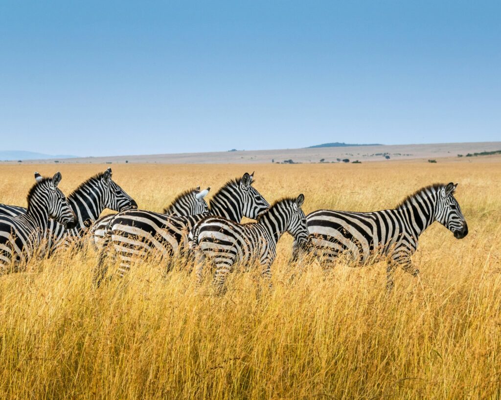 See Wildlife Without the Guilt